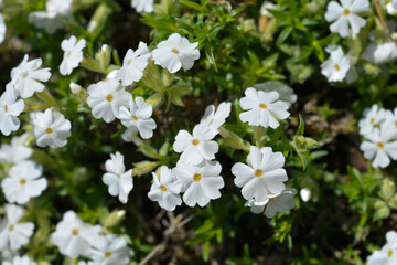 Creeping Phlox White Delight