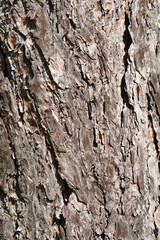 Black pine