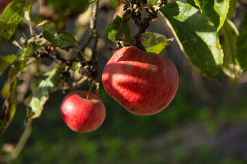 two red apples on a branch in the sunshine.