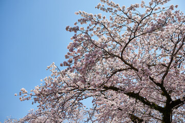 山梨県勝沼市　甚六桜公園の桜
