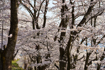 山梨県勝沼市　甚六桜公園の桜
