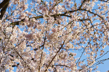 山梨県勝沼市　甚六桜公園の桜
