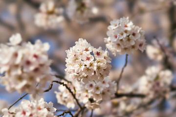 Fototapeta premium 山梨県勝沼市 甚六桜公園の桜 