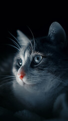 Portrait of a cat. Black background. bokeh