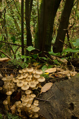 Honey fungus Armillaria mellea in a laurel forest. Cubo de La Galga. Puntallana. La Palma. Canary Islands. Spain.