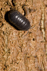 Common pill-bug Armadillidium vulgare on a tree trunk. Cubo de La Galga. Puntallana. La Palma. Canary Islands. Spain.