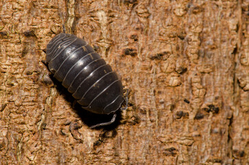 Common pill-bug Armadillidium vulgare on a tree trunk. Cubo de La Galga. Puntallana. La Palma. Canary Islands. Spain.