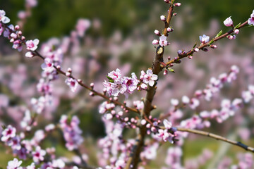 山梨県笛吹市　桃の花
