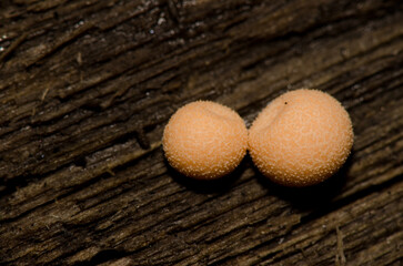 Wolf's milk Lycogala epidendrum on a fallen trunk. Cubo de La Galga. Puntallana. La Palma. Canary Islands. Spain.