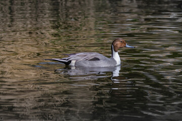 Northern pintail close up swimming on pond
