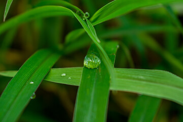 dew on grass