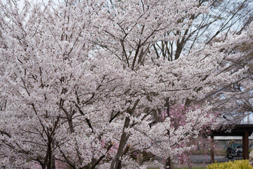 山梨県笛吹市　八代浅川砂防公園の桜
