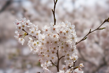 山梨県笛吹市　八代浅川砂防公園の桜
