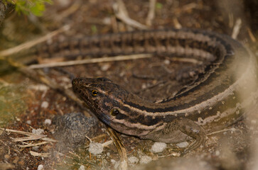 Female La Palma lizard Gallotia galloti palmae. Cubo de La Galga. Puntallana. La Palma. Canary Islands. Spain.