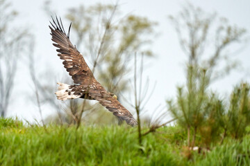 A hunting sea eagle glides effortlessly through the air. Set in the landing, trees in the background