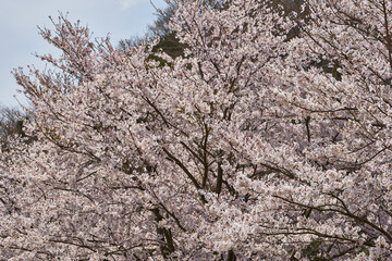 神奈川県　鳥居原園地の桜
