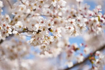 神奈川県　鳥居原園地の桜
