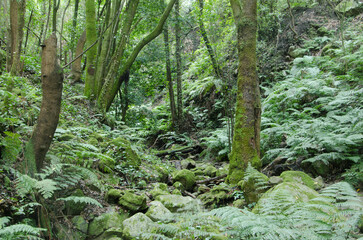 Laurel forest in Cubo de La Galga. Puntallana. La Palma. Canary Islands. Spain.