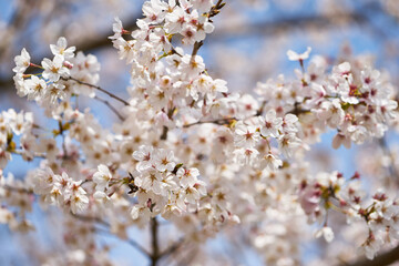 神奈川県　鳥居原園地の桜
