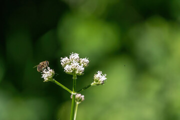Honey bee collecting pollen from white flowers. Soft green background. Summer, wild flowers, calm, soothing