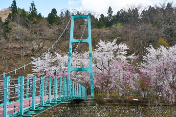 山梨県　道志川の桜とかっぱ橋
