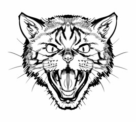 威嚇する猫-正面図