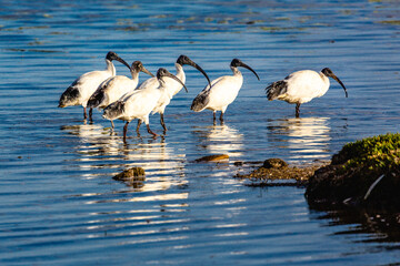 Obraz premium ibis on the water