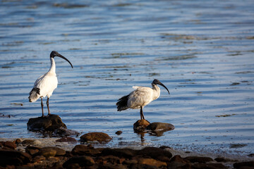 ibis on the beach
