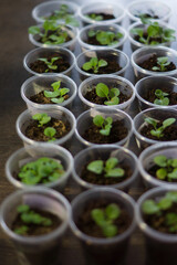 
Seedlings of petunia flowers in plastic cups standing in a row, focus on one of the plants
