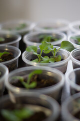 
Seedlings of petunia flowers in plastic cups standing in a row, focus on one of the plants