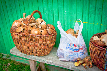 white mushroom russia in the basket