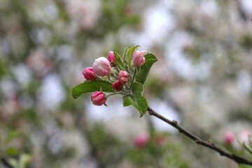 Apple blossom buds.