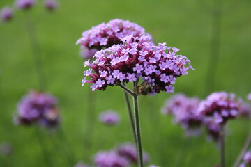 verbena buenos aires