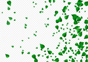 Grassy Leaves Spring Vector Transparent