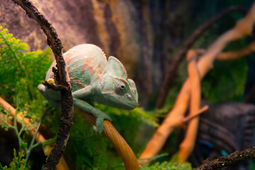 Chameleon close up. Multicolor beautiful cute chameleon reptile closeup with colorful bright skin. The concept of disguise. Exotic tropical pet. Selective focus, blurred background stock photography.