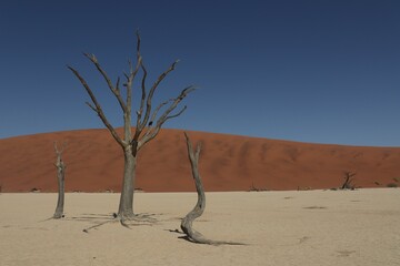 trees in the dead valley 