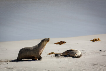 sea lion on the beach