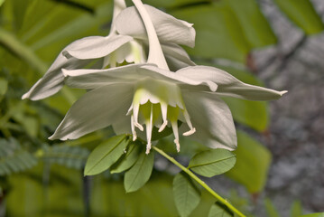 Amazon Lily (Eucharis grandiflora) in greenhouse