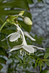 Amazon Lily (Eucharis grandiflora) in greenhouse