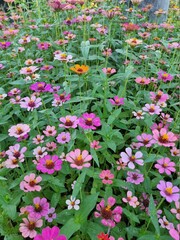 red and white flowers