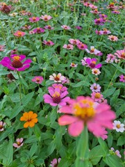 flowers in the garden