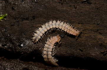 Flat-backed millipedes on a fallen trunk. Cubo de La Galga. Puntallana. La Palma. Canary Islands. Spain.