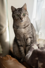 見つめる猫　サバトラ猫