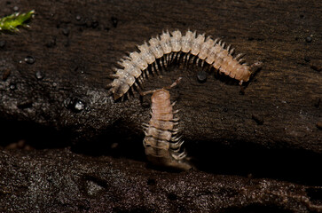 Flat-backed millipedes on a fallen trunk. Cubo de La Galga. Puntallana. La Palma. Canary Islands....