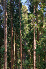 Cryptomérias - Forêt de Bébour - Ile de La Réunion