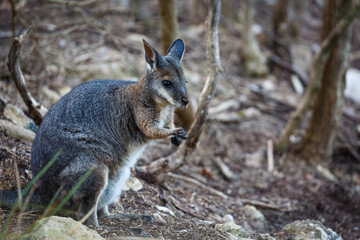 wallaby in the wild