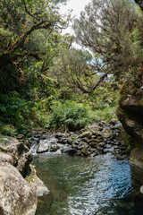 Naklejka na ściany i meble Bassin des Hirondelles - Forêt de Bébour - Ile de La Réunion