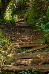 Sentier de randonnée - Forêt de Bébour - Ile de La Réunion