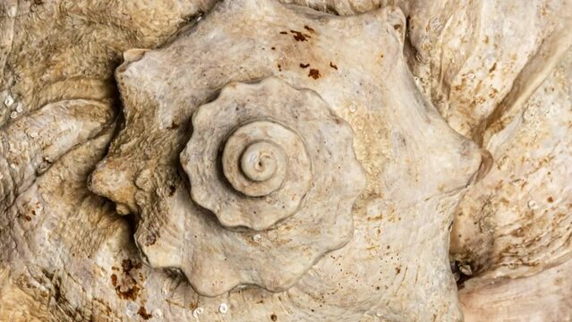 Macro 4k video of a spiral seashell rotating in a circle. Mollusk seashell texture. Studio shooting. 60 fps.