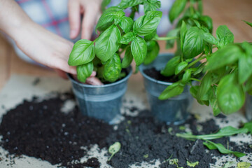 Seedlings of fresh green herb basil